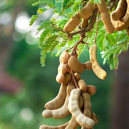 Imli (Tamarindus indica)