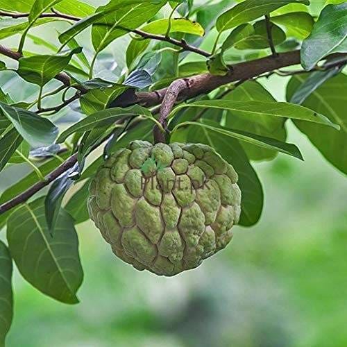Shripha (Annona squamosa) custard apple