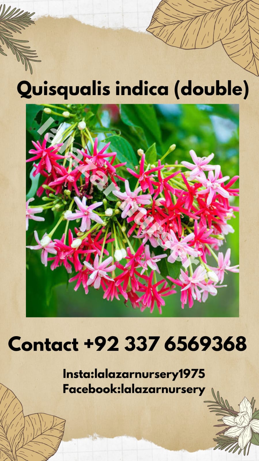 Sehra bail double Rangoon creeper (Combretum indica double)