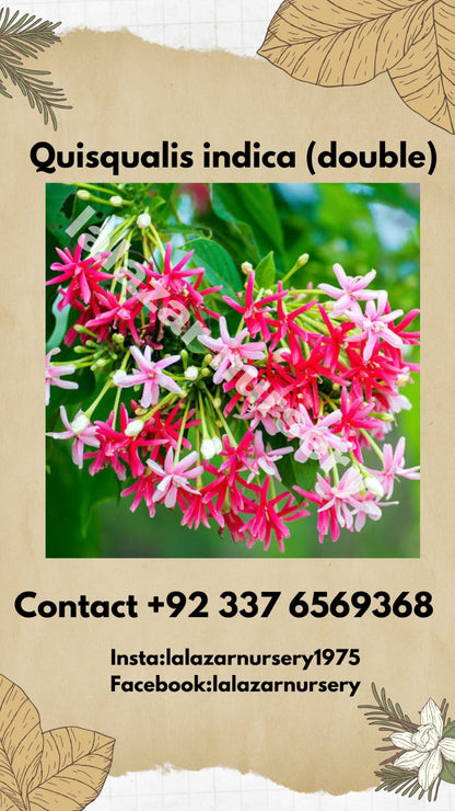 Sehra bail double Rangoon creeper (Combretum indica double)