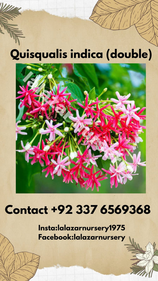 Sehra bail double Rangoon creeper (Combretum indica double)