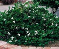 Kukronda dwarf (Carissa macrocarpa nana) (dwarf Natal plum)
