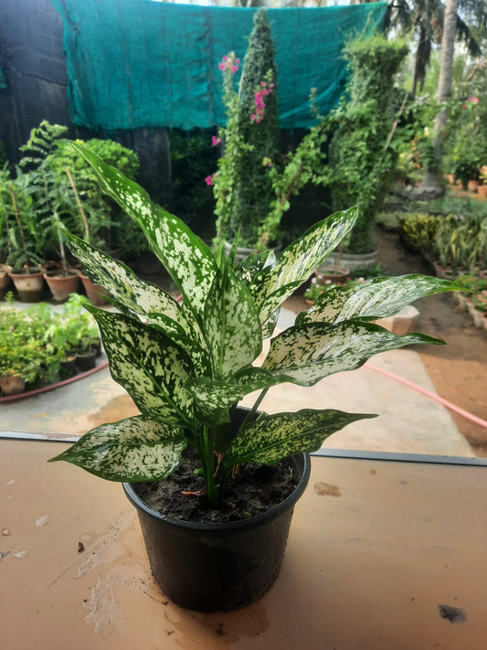 Aglaonema