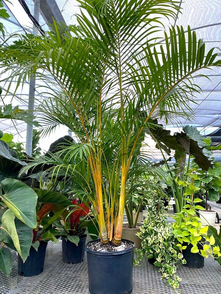 Areca palm (Chrysalidocarpus lutescens)