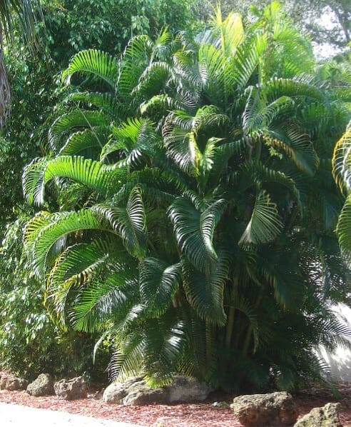 Areca palm (Chrysalidocarpus lutescens)