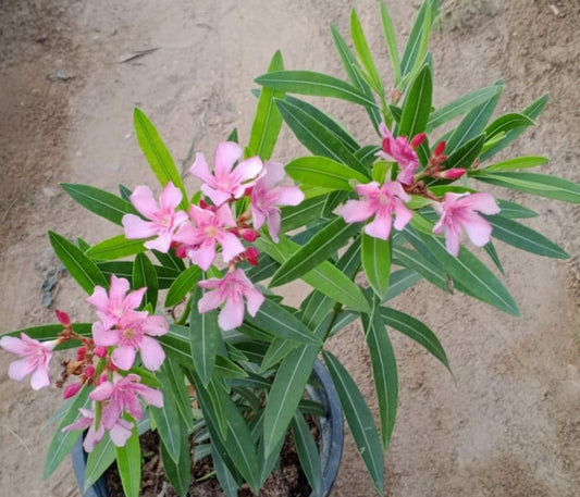 Kaner pink dwarf (Oliander)