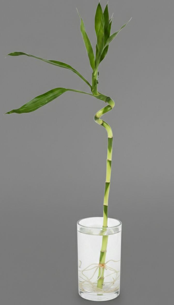 Lucky bamboo Spiral stick large
