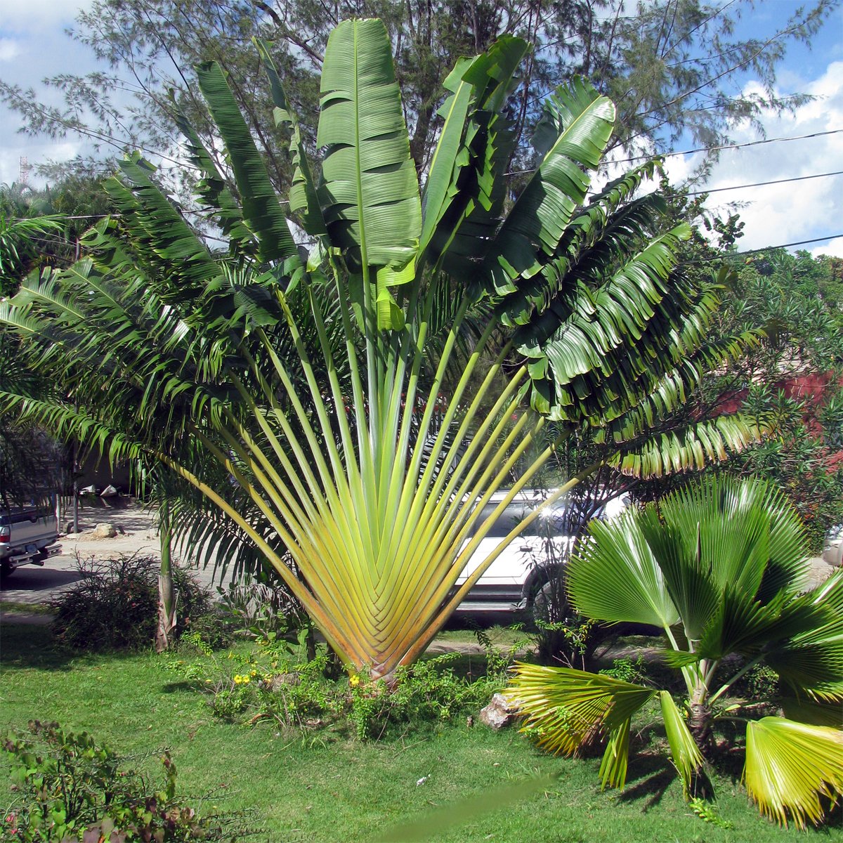 Banana palm (Ravenala Madagascariensis)