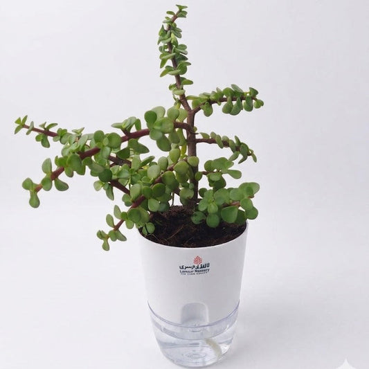 jade plant in self watering pots