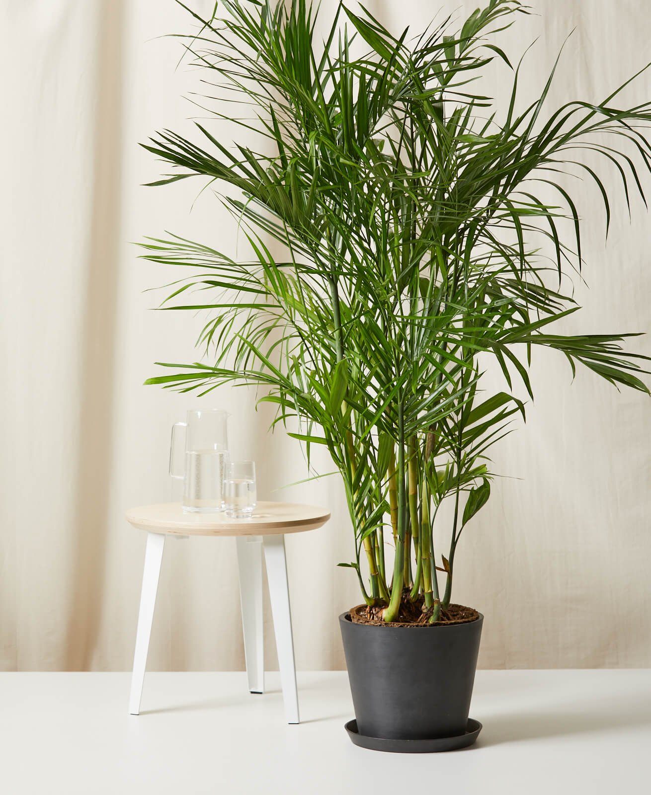 Cane palm (Chamaedorea)