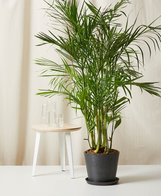 Cane palm (Chamaedorea)