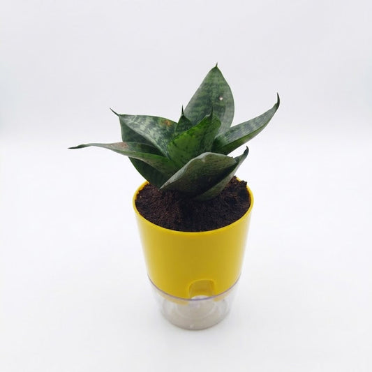 snake plant in self watering pot