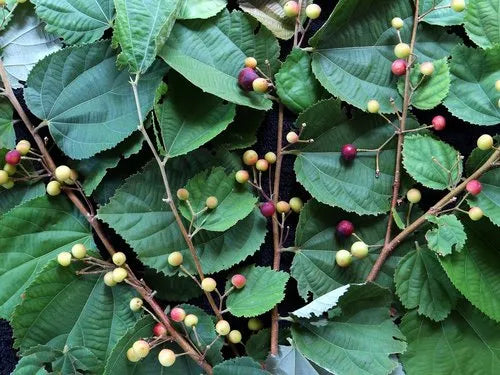 Falsa (Grewia Asiatica)