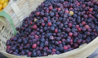 Falsa (Grewia Asiatica)