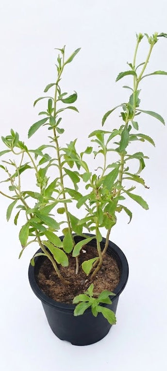 Stevia