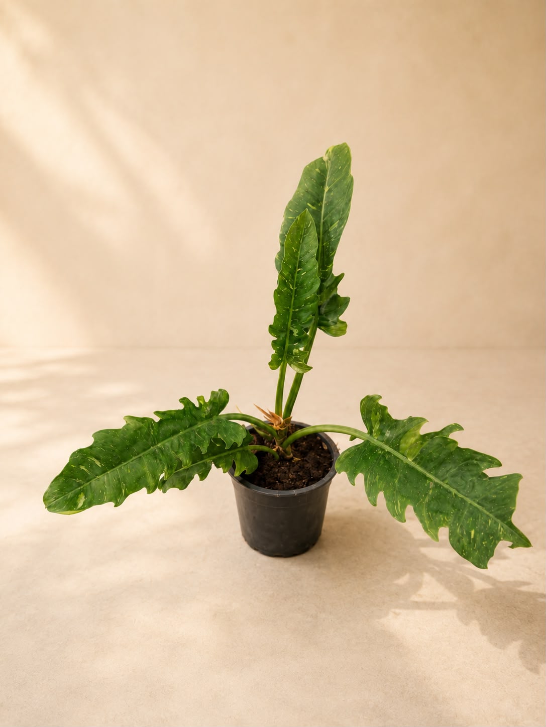 Philodendron ring of fire verigated