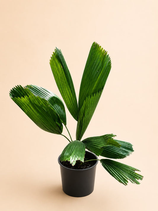 Licuala grandis palm (fan palm)
