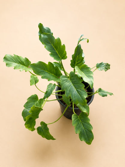Philodendron xanado