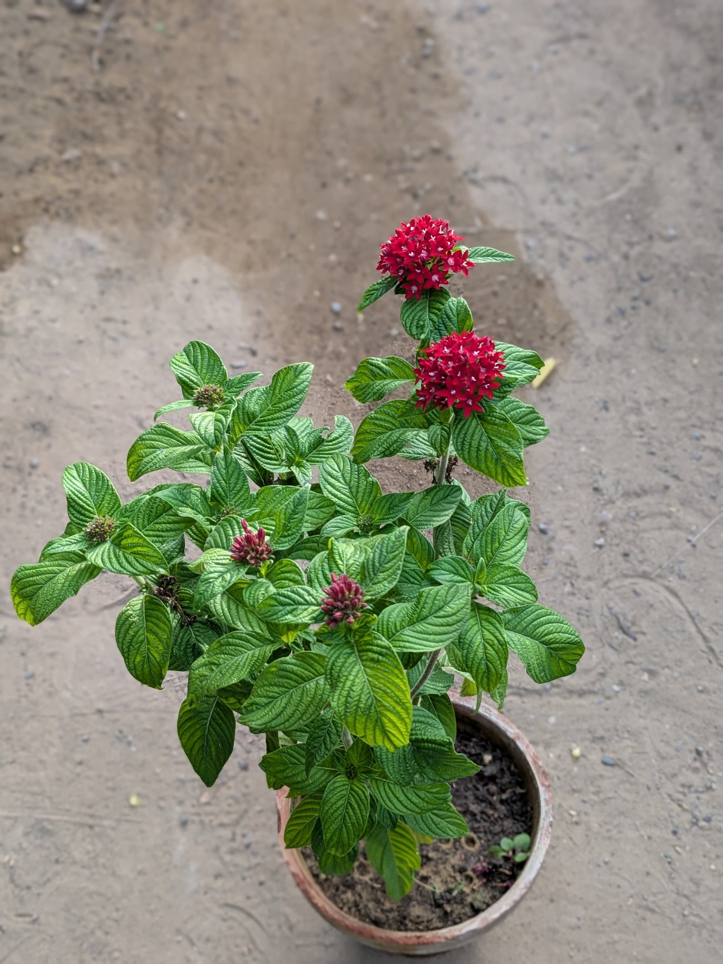 Pentas