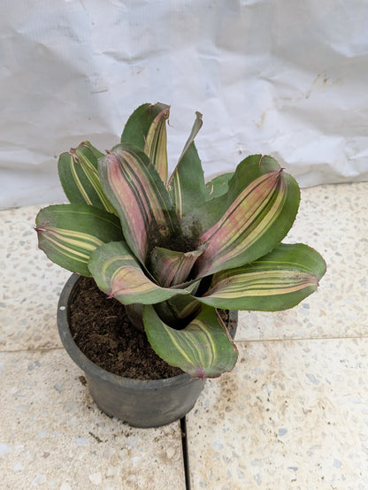 Bromeliad