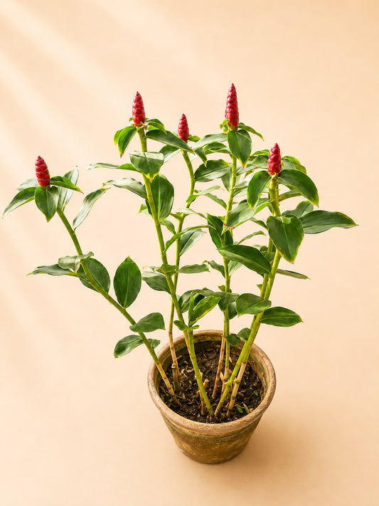 Ginger plant (Costus woodsonii red button ginger)