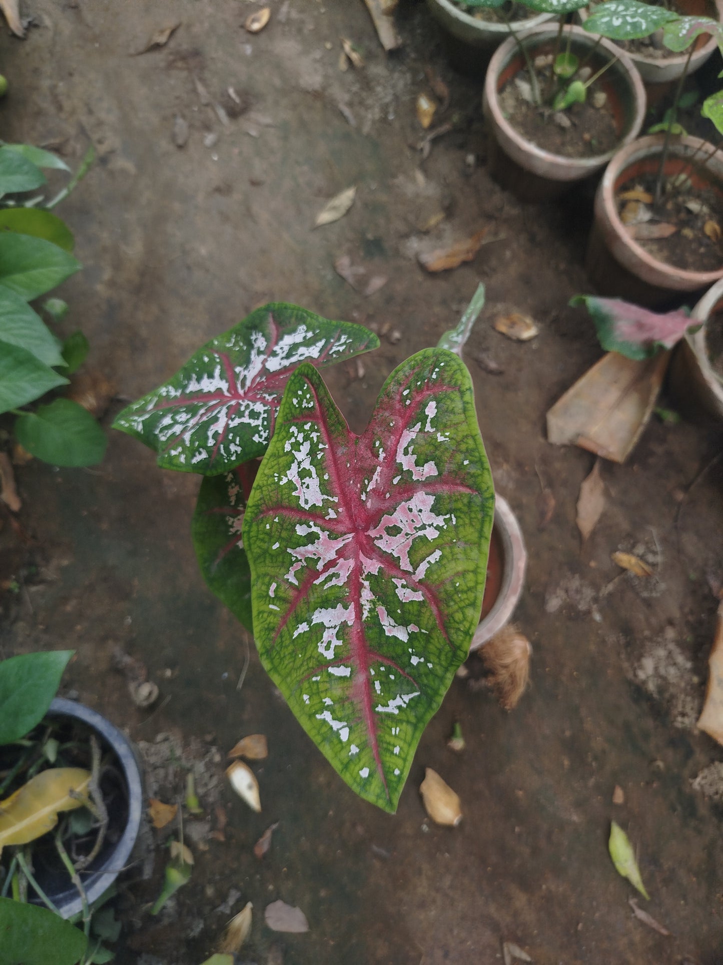 caladium plant