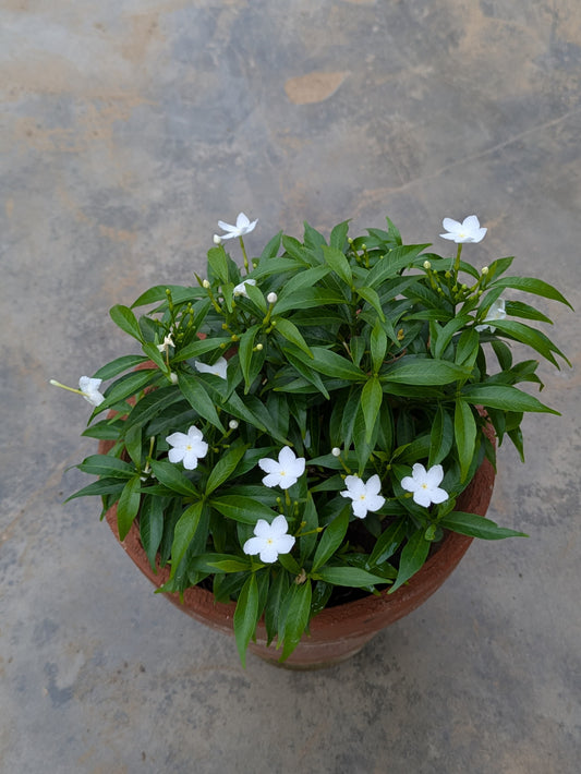 Chandni Dwarf