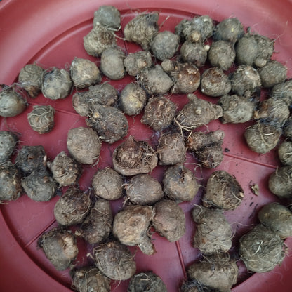 Thai Caladium bulbs (pack of 5)