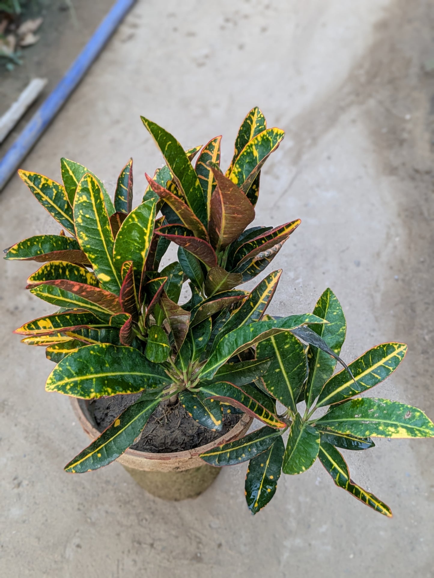 Croton
