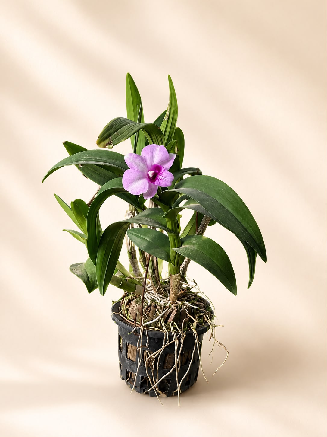 Orchid dendrobium