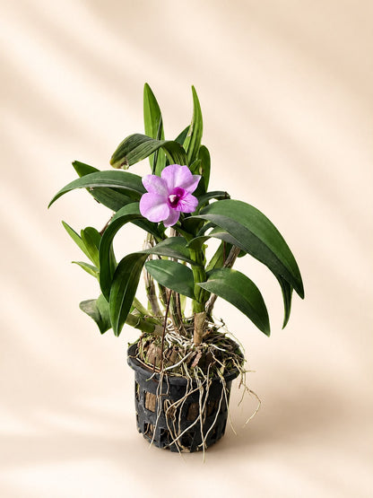 Orchid dendrobium