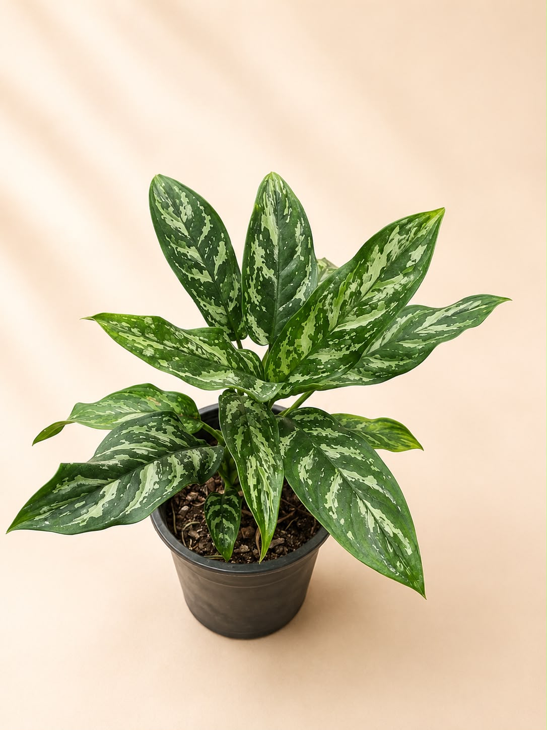 Aglaonema tigress