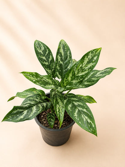 Aglaonema tigress