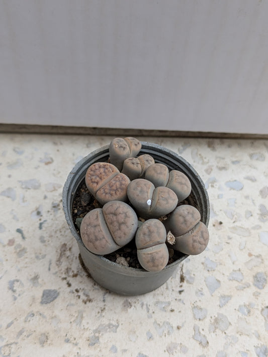 lithops