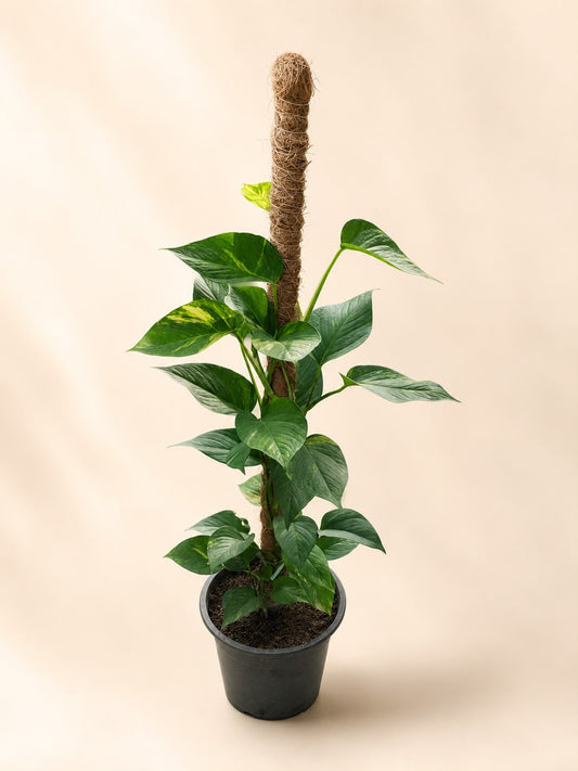 Money plant (epipremnum aureum)