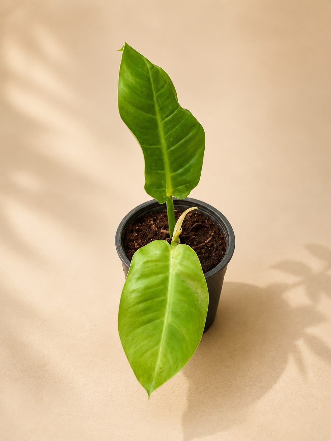 Philodendron green