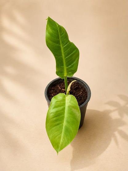 Philodendron green