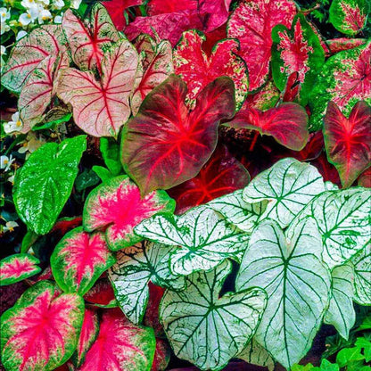 Thai Caladium bulbs (pack of 5)