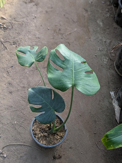 Monstera deliciosa