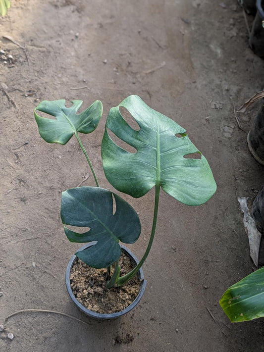 Monstera deliciosa