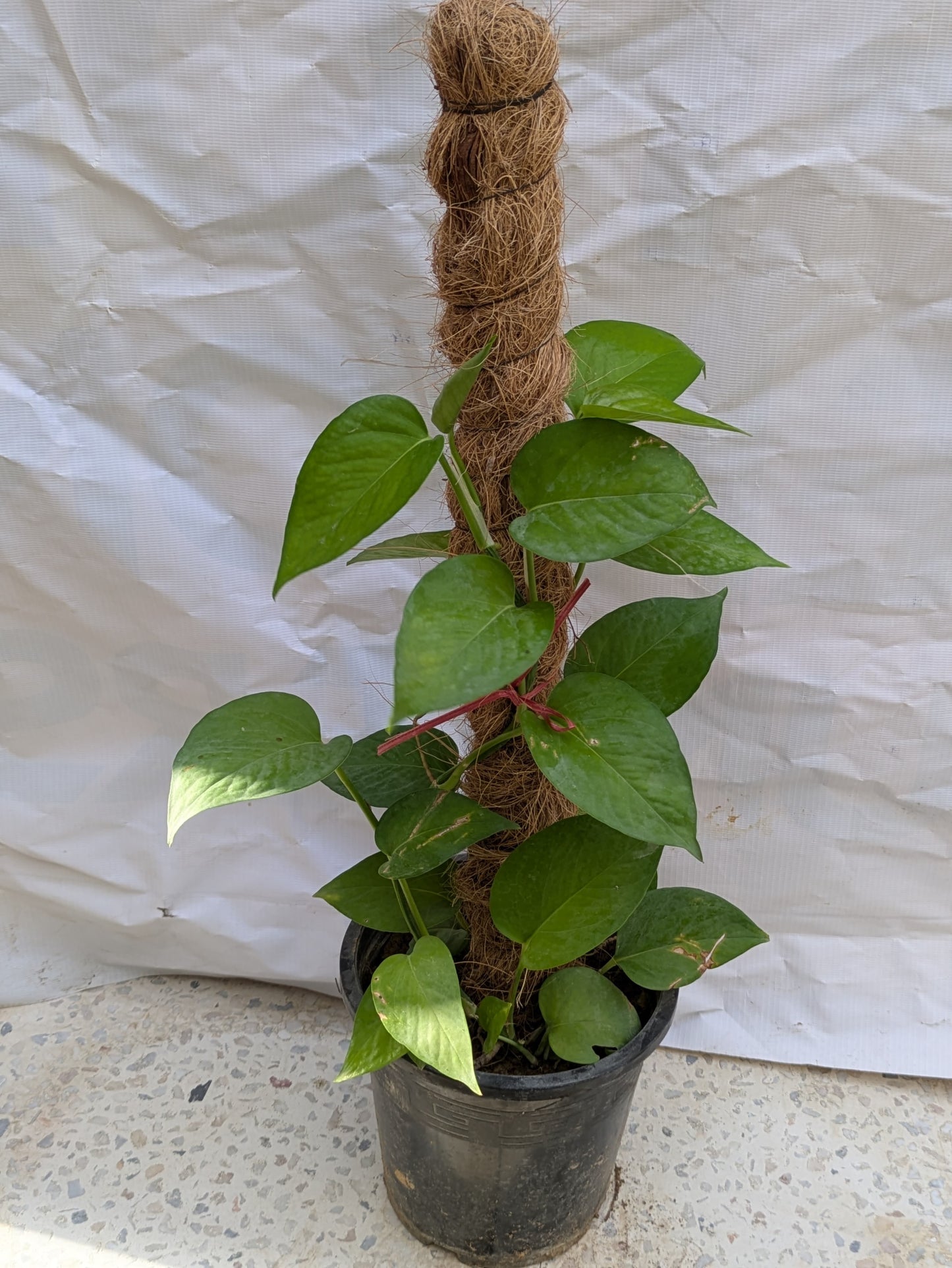 Money plant (epipremnum aureum)