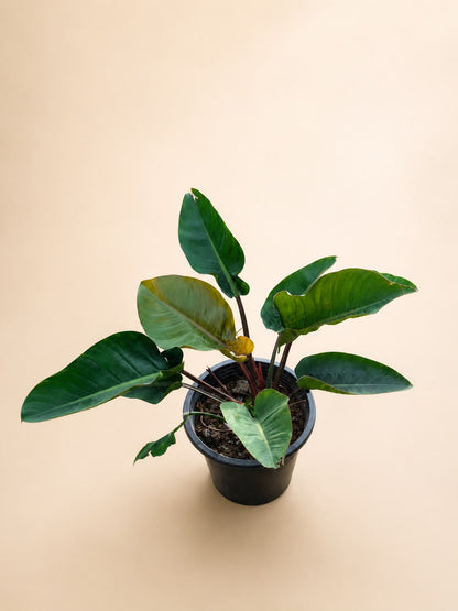 Philodendron congo