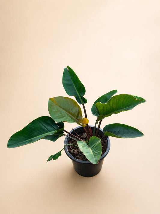 Philodendron congo