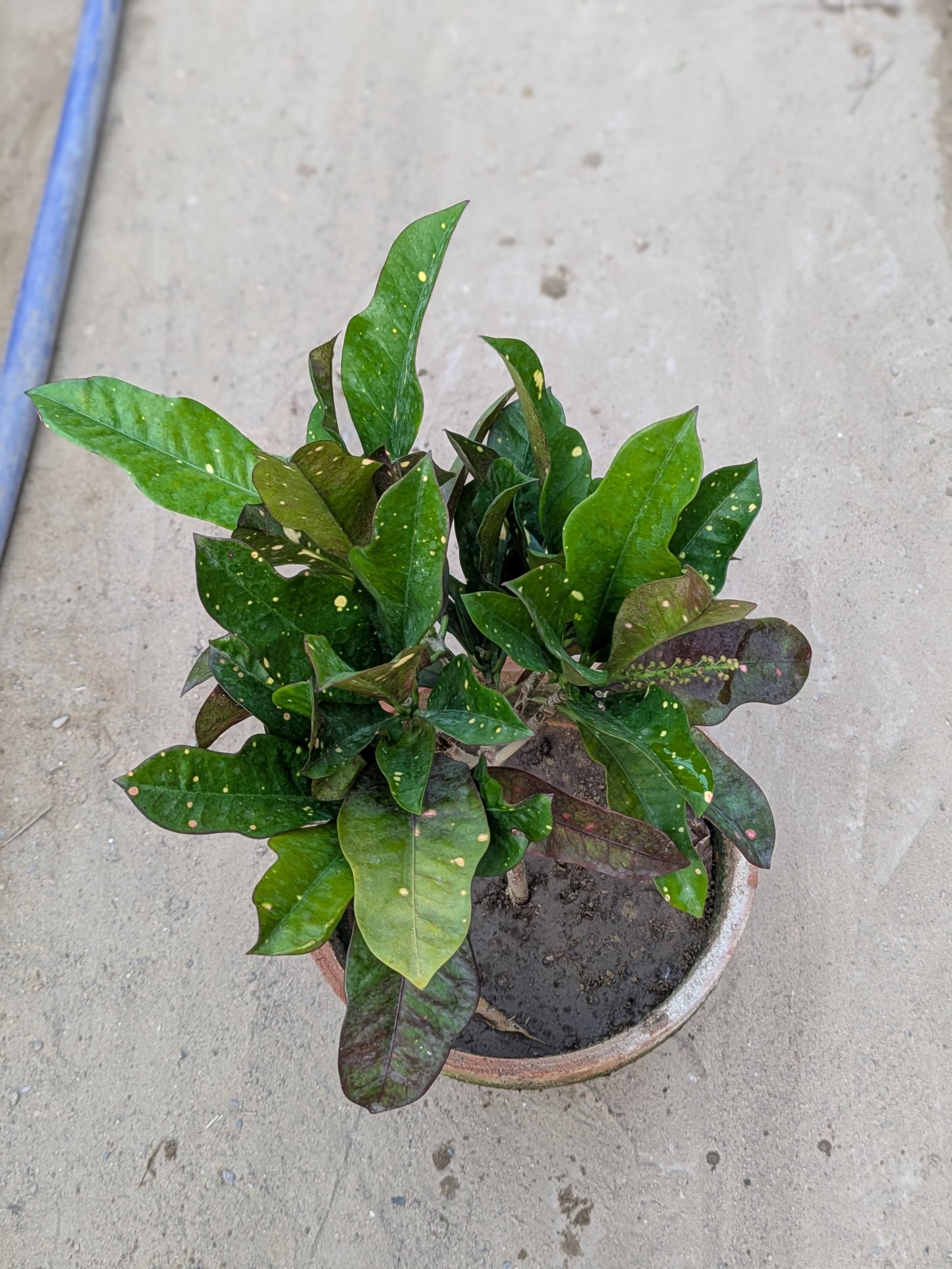 Croton