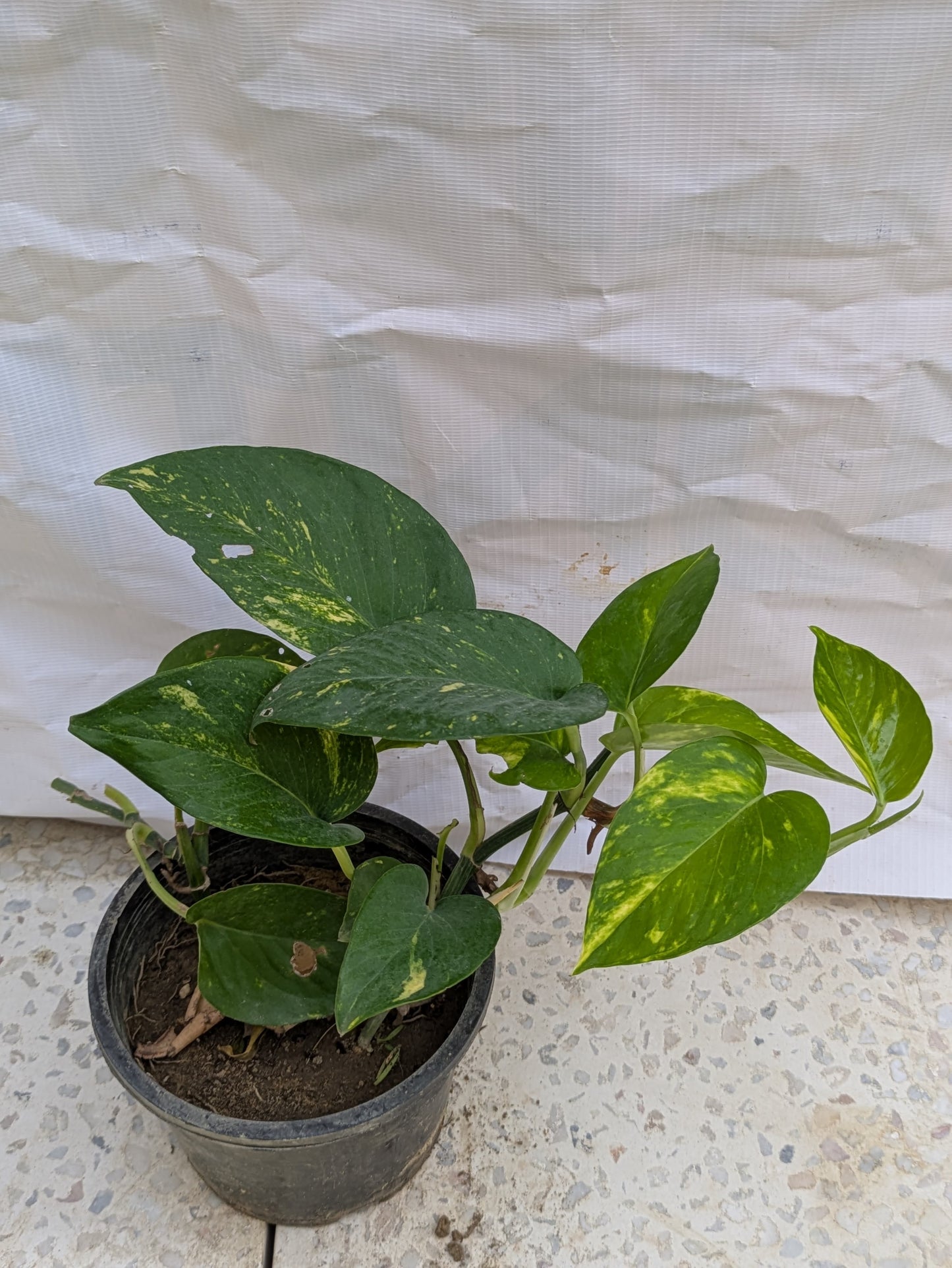 Money plant (epipremnum aureum)