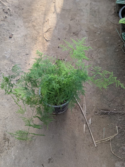Asparagus plumosus