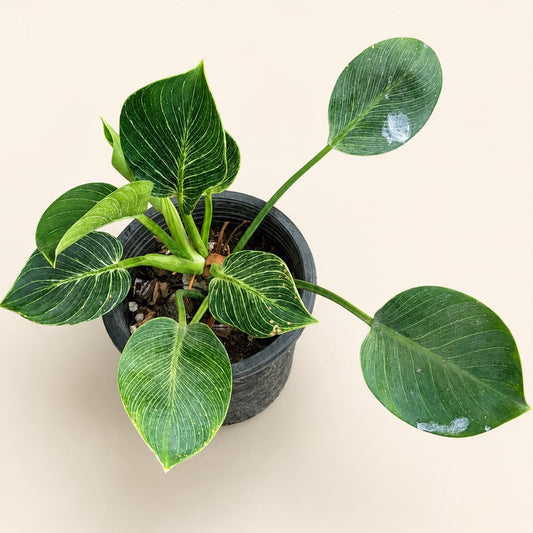 Philodendron birkin