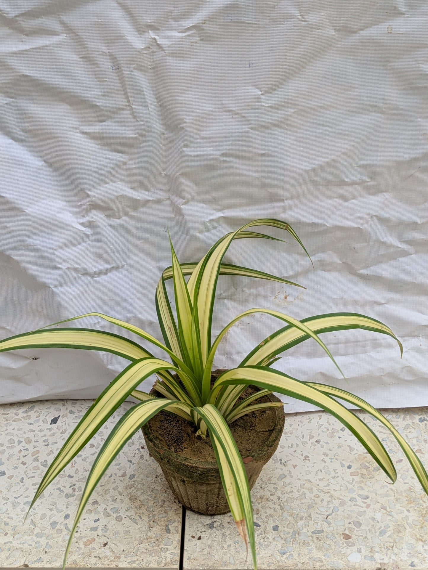 Pandanus variegated veitchii