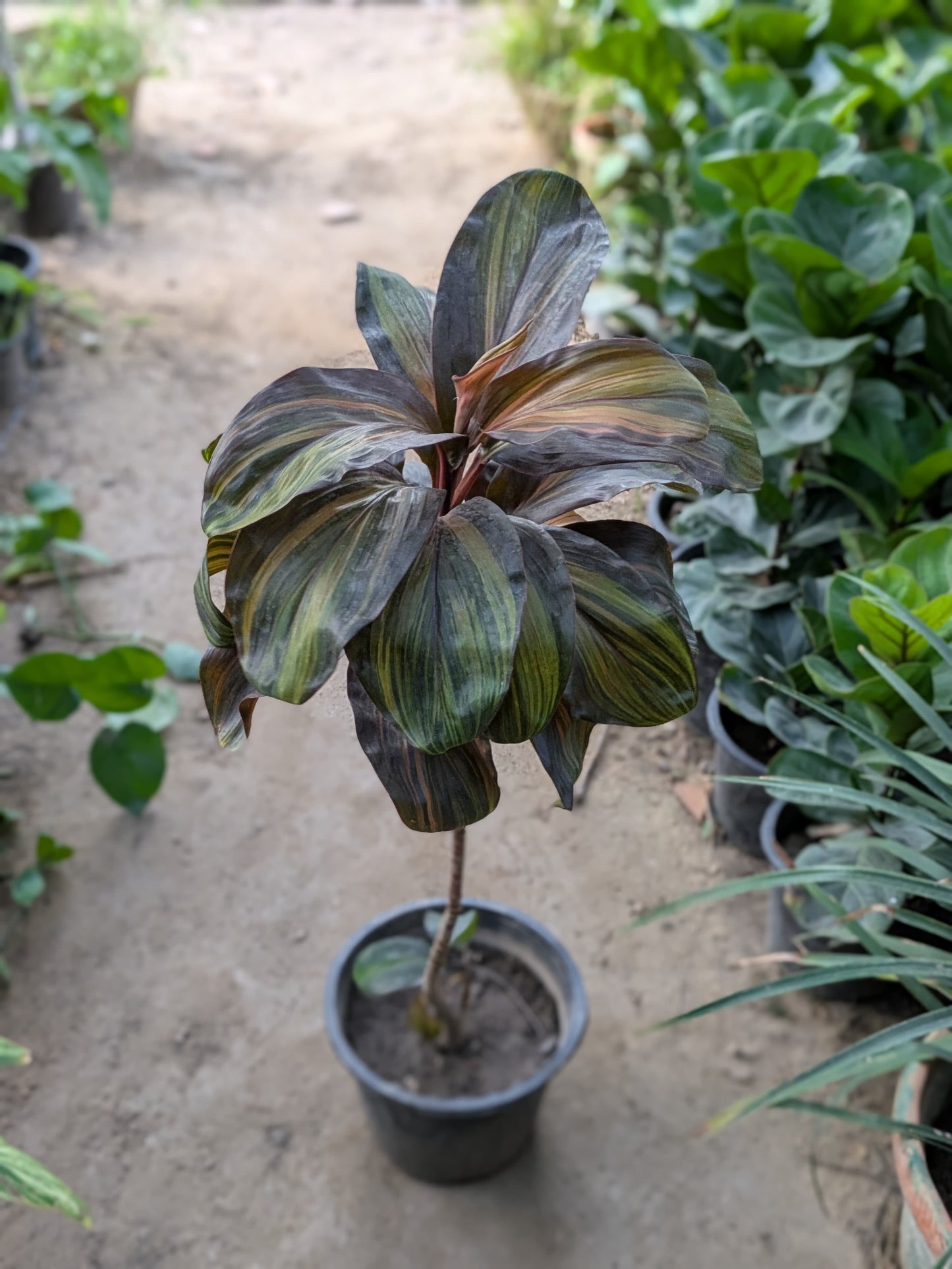Cordyline terminalis