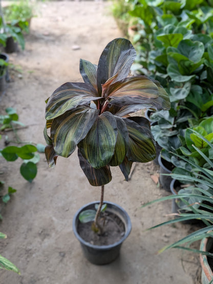 Cordyline terminalis